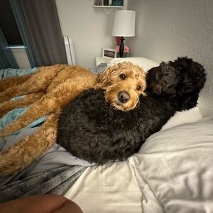 Private clothing Bundle for DA